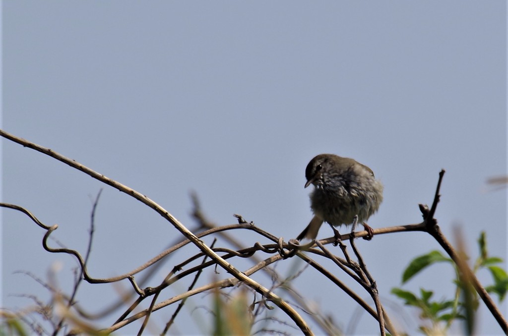 一昨日のウグイス (2)