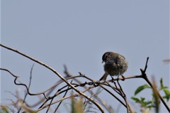 一昨日のウグイス (2)