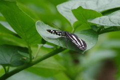 ゴマダラチョウ