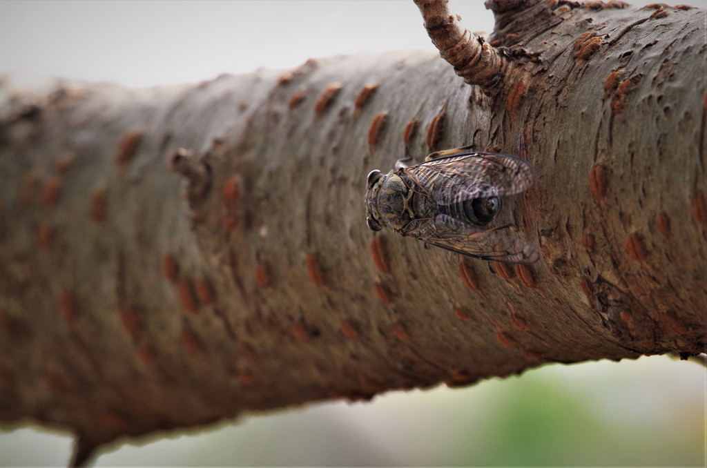 今日も鳴いてます。 (2)