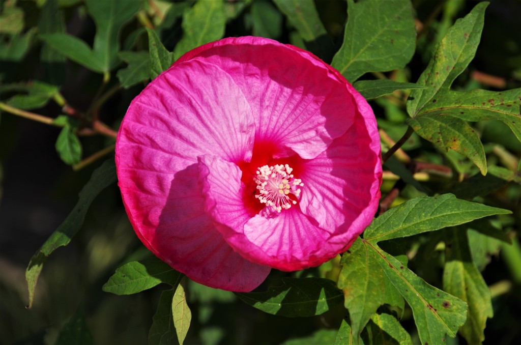 この花は・・・