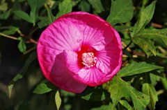 この花は・・・