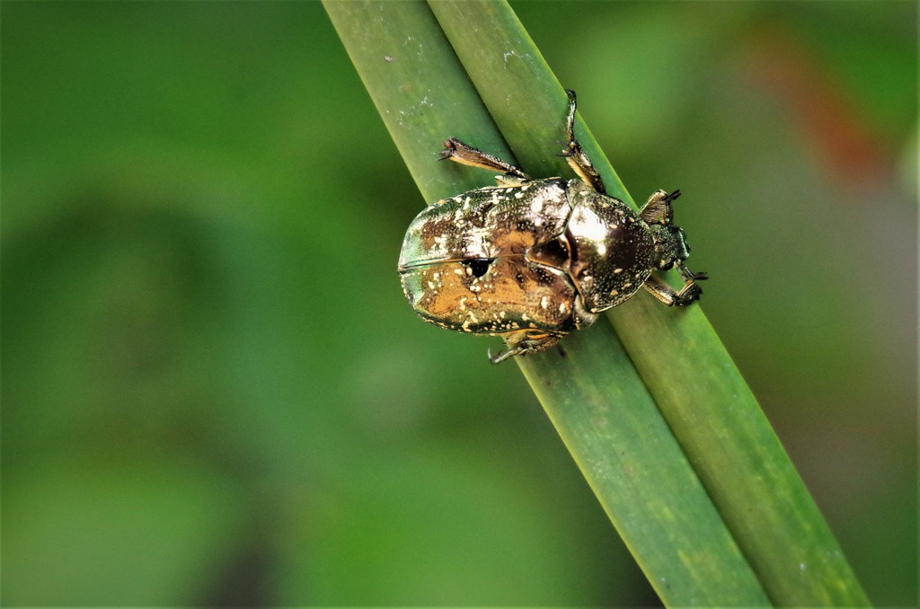 昨日のコガネムシ (1)