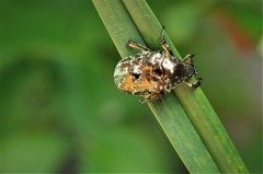 昨日のコガネムシ (1)