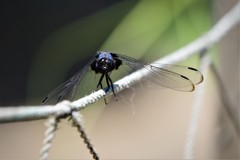 昨日のトンボ (3)