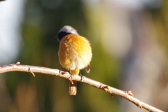 昨日のジョビちゃん (2)
