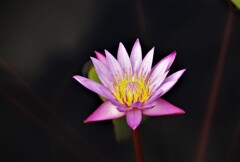 睡蓮 (1)