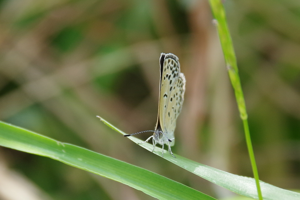 今日のヤマトシジミ