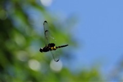 今日のトンボ (4)