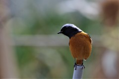 昨日のジョビ君 (3)