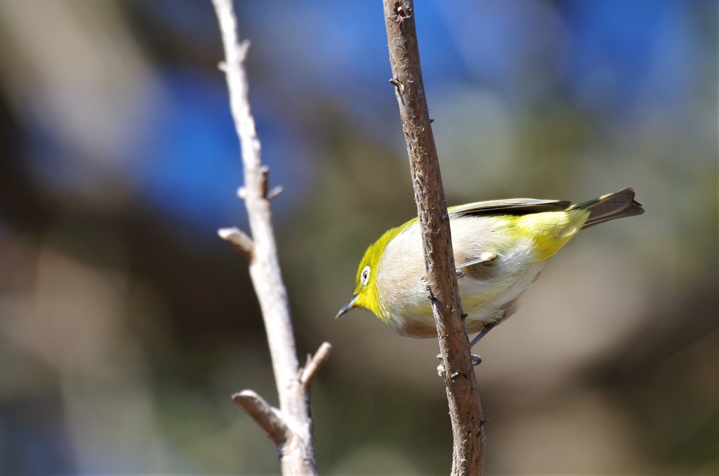 昨日のメジロ (1)