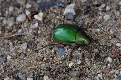 昨日のコガネムシ (2)