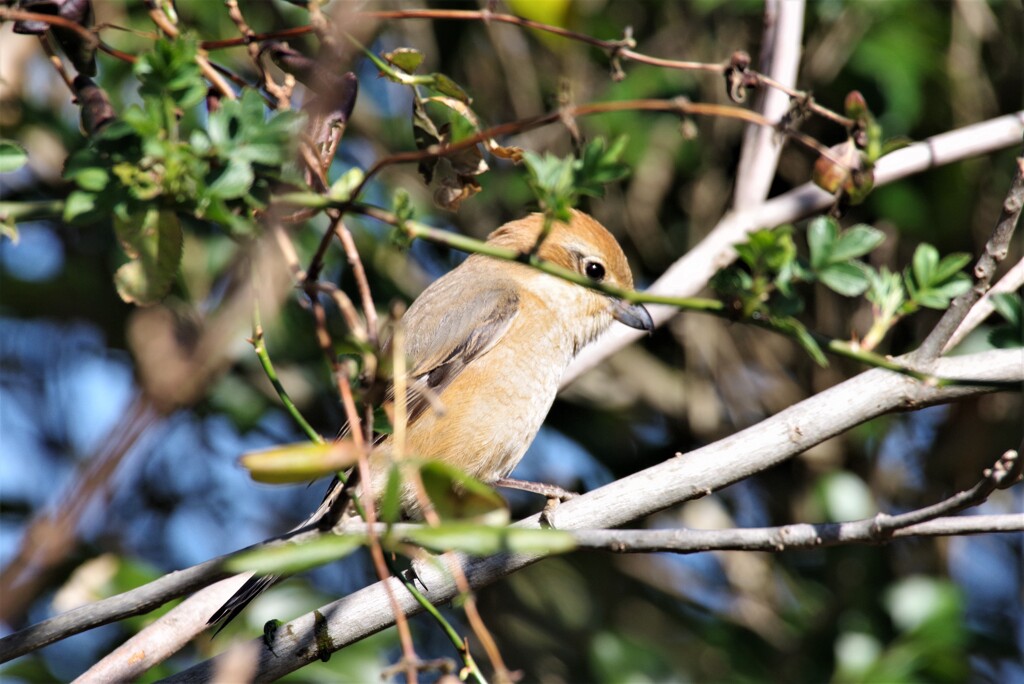 昨日の野鳥 (2)