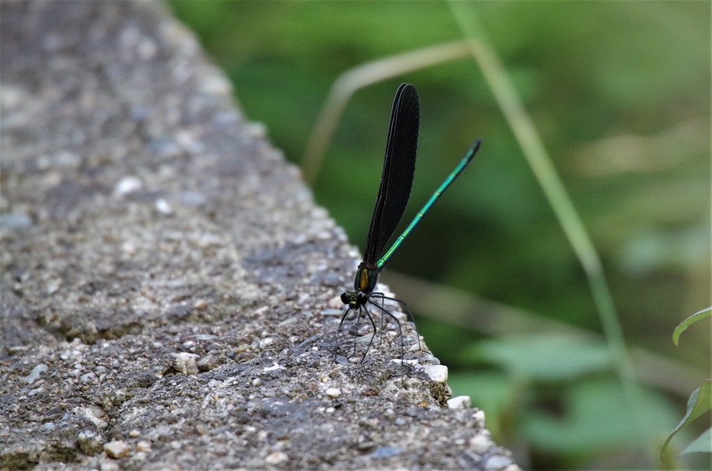 今日のトンボ (1)