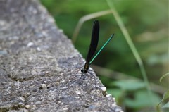 今日のトンボ (1)