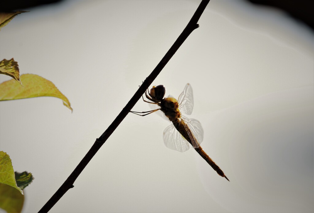 昨日のトンボ (2)
