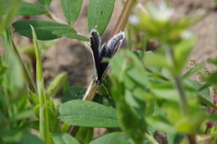 ツバメシジミ (2)