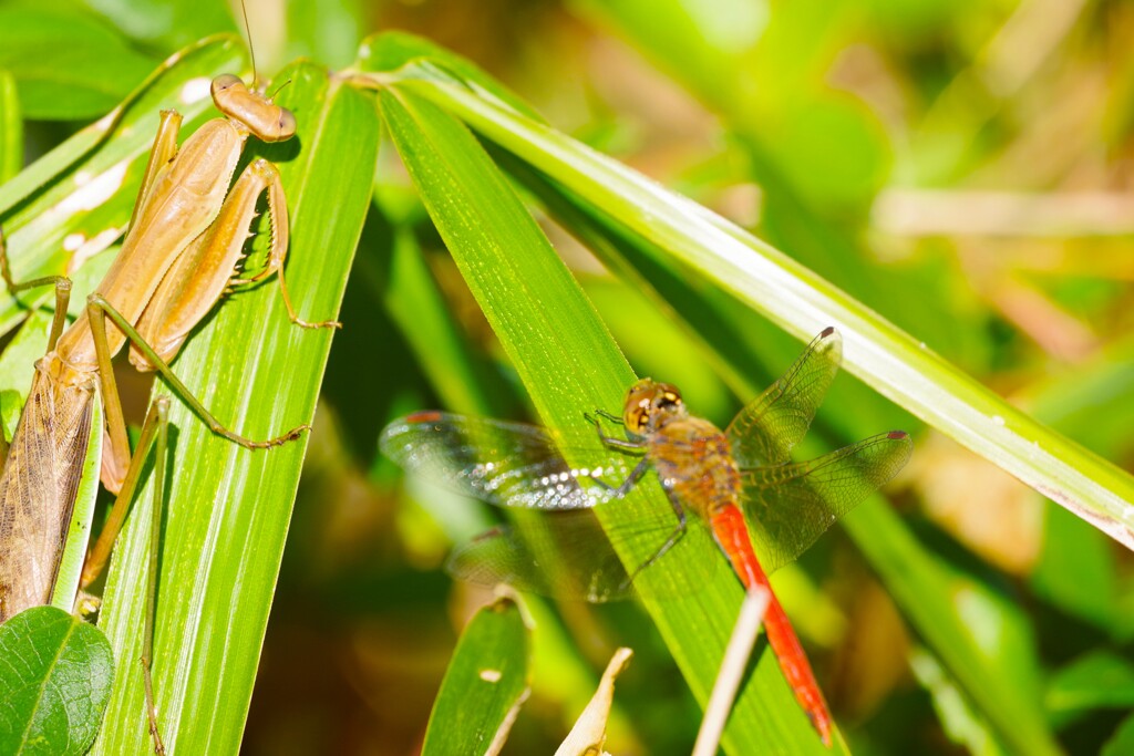 カマキリとアキアカネ