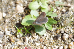 今日のヤマトシジミ
