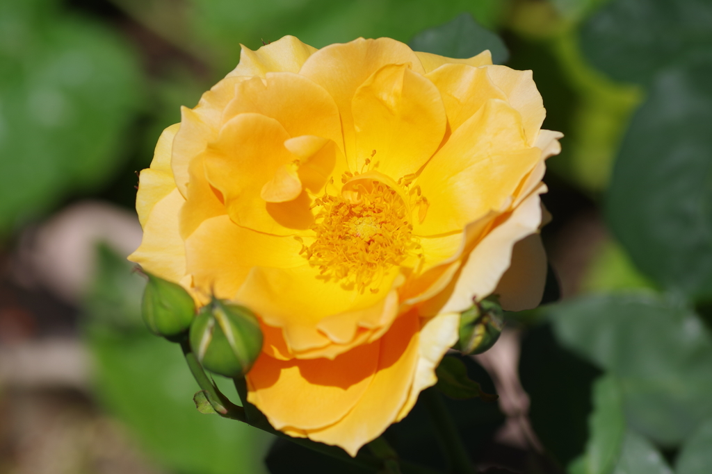 ♪バラが咲いた　