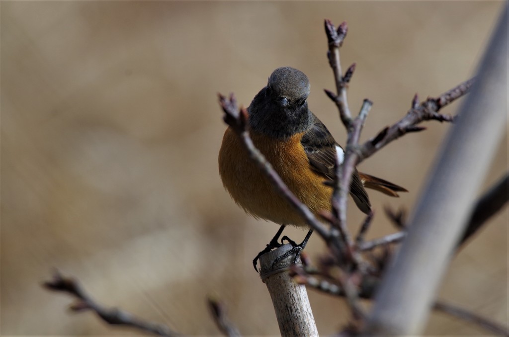 昨日のジョビ君 (5)