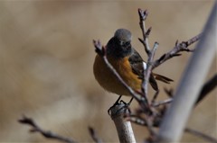 昨日のジョビ君 (5)