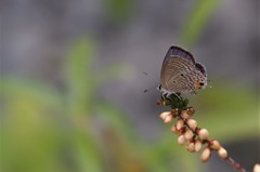 昨日のシジミチョウ (1)