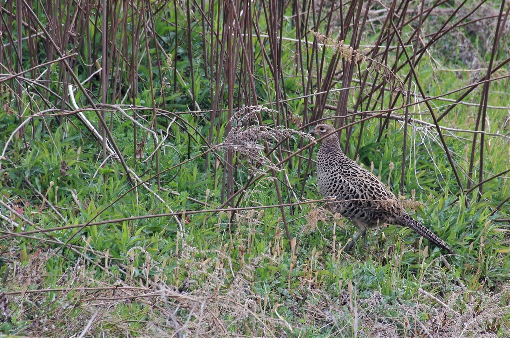 キジちゃん  (1)