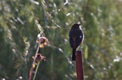 昨日のジョウビタキ (1)