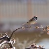 昨日のスズメ (2)