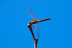 赤トンボと青い空 (1)