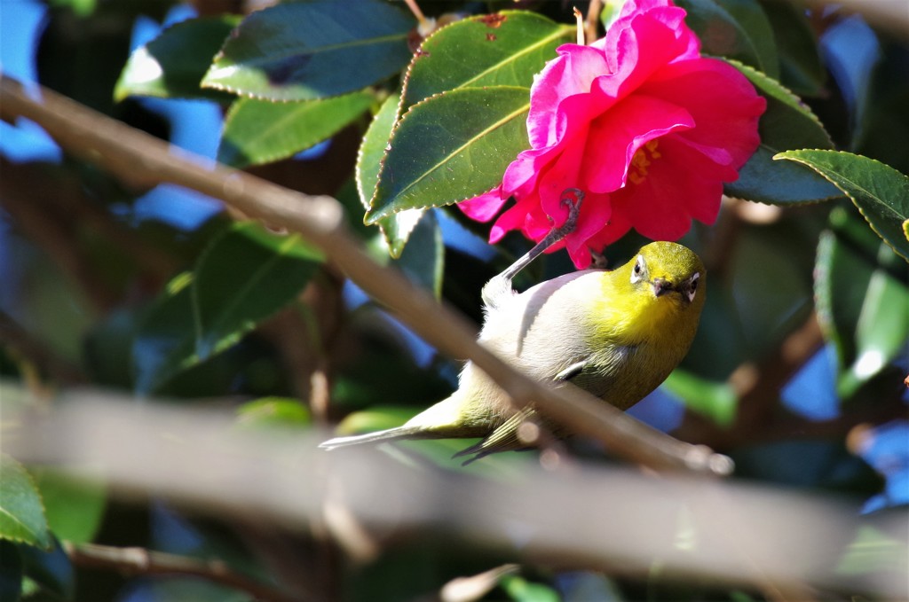 昨日のメジロ (2)