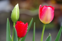 今日のチューリップ (1)