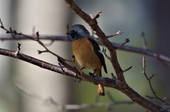 昨日のジョビ君 (2)