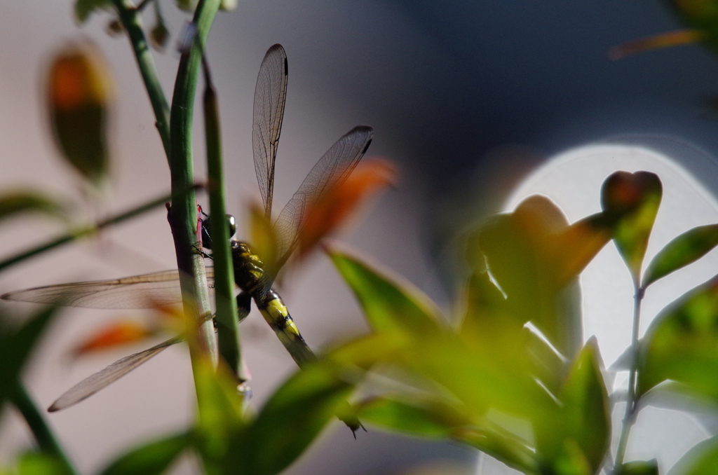 昨日のトンボ  (1)