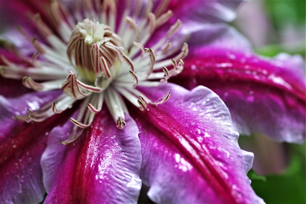 雨のクレマチス