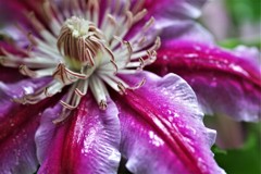 雨のクレマチス