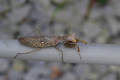 カマキリちゃん (2)