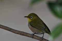 昨日のメジロ (1)