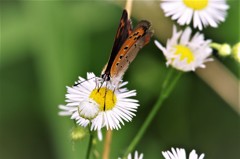 昨日のベニシジミ