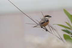 今日の野鳥 (2)