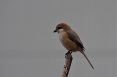 一昨日のモズ (2)