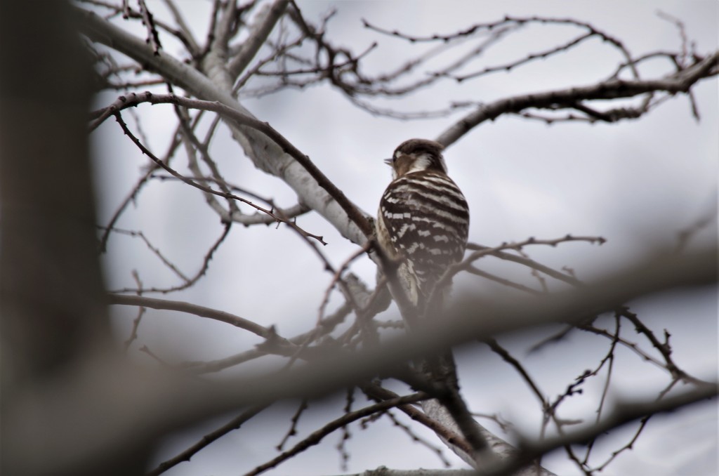 コゲラちゃん (1)