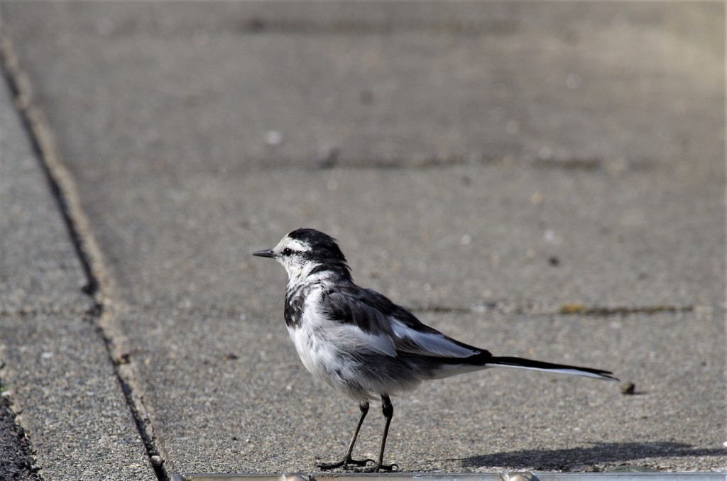 昨日のセキレイ (1)