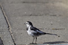 昨日のセキレイ (1)