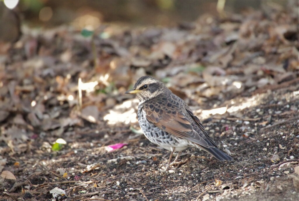 今日の野鳥 (1)