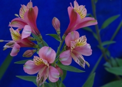 今日のアルストロメリア