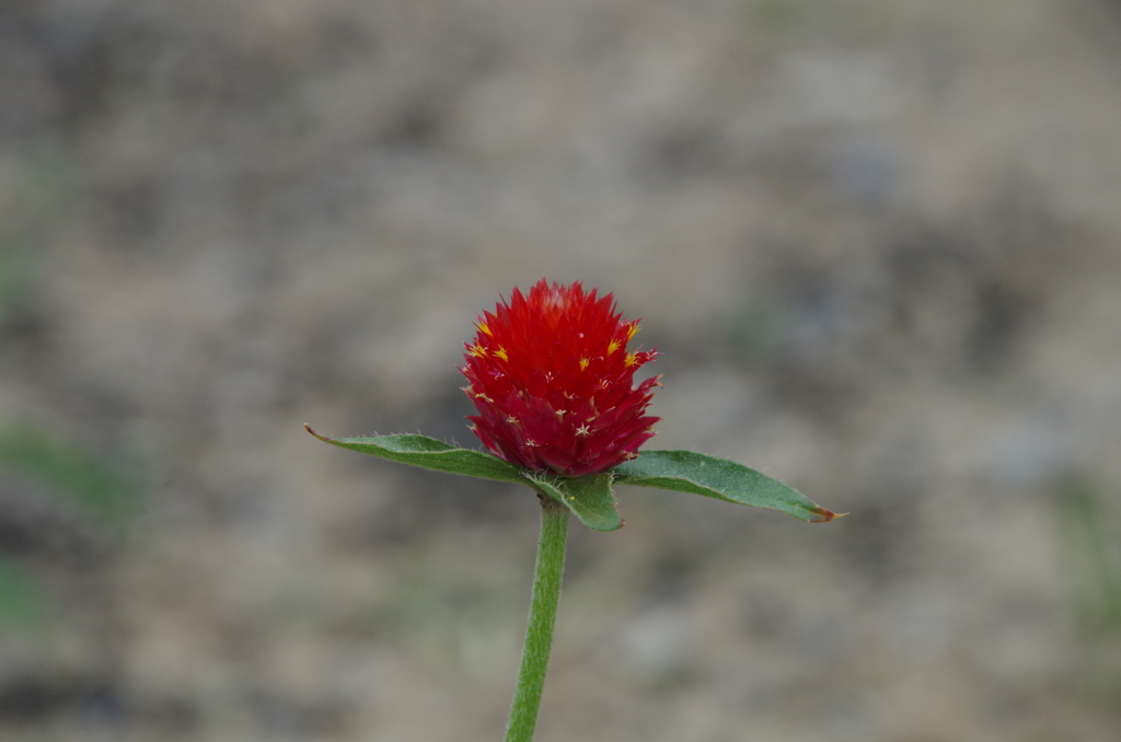 キバナセンニチコウ