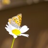 今日の蝶　3