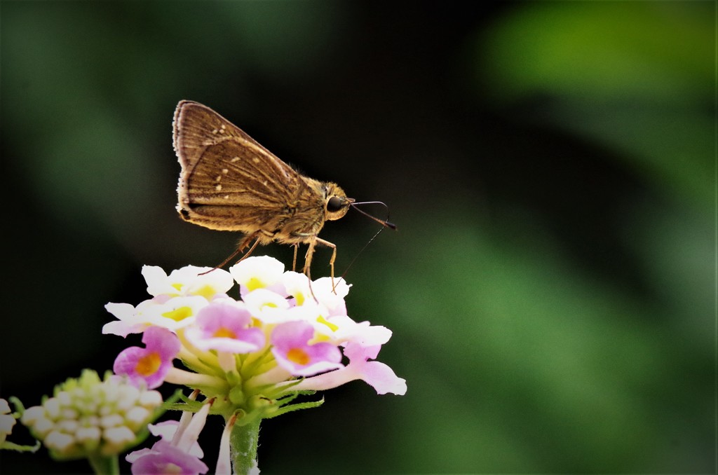 昨日のセセリ  (1)